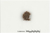 藏品(北方卷葉苔)的圖片